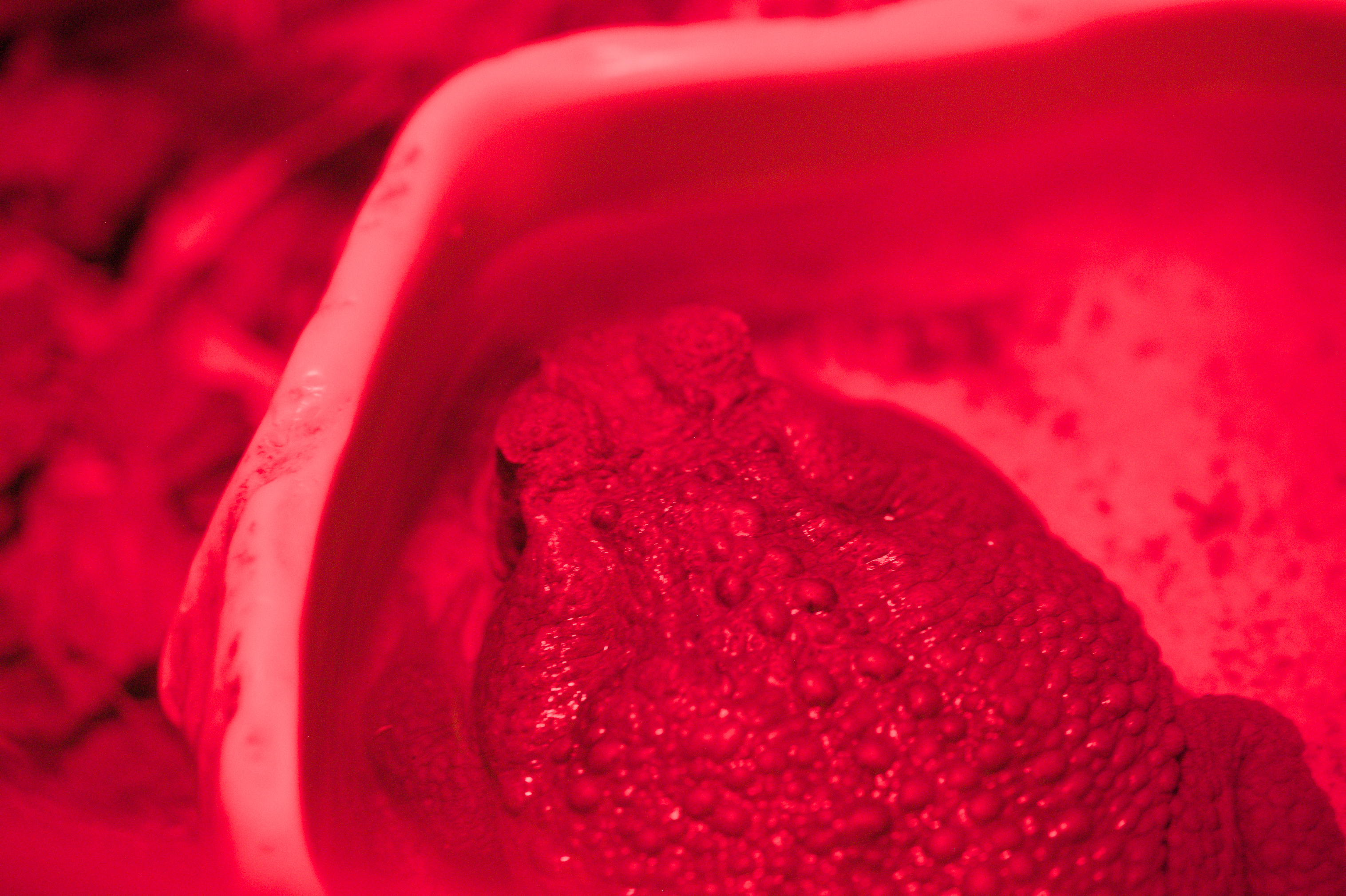 2025/10/12 - zoo/DSC_0246.jpg